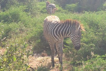 4day's Safari