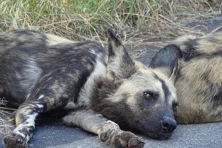 Kruger Park Safari & Panorama Combo (Min. 2 pax)