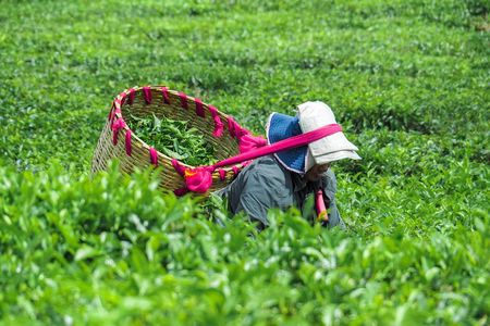 The Tea Story with Lunch