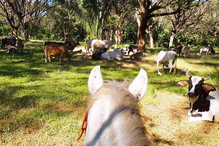 Safari Horse Riding Tour