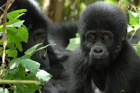 3 Days Gorilla Trekking Expedition Uganda