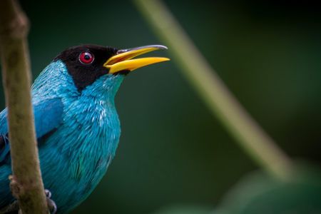Arenal Volcano Bird Watching Experience