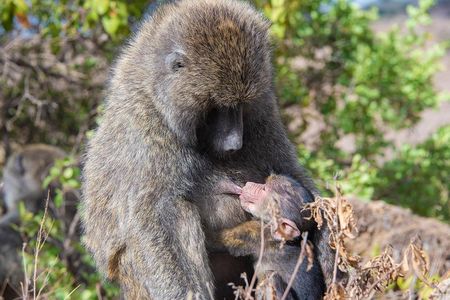 Nairobi Half day top tour attractions for travellers