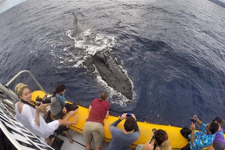 VIP (12 Guests ONLY) Ultimate Whale Watch