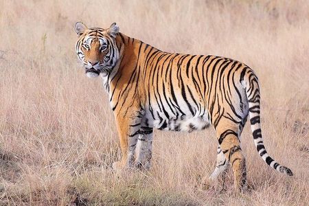 4 Nights 5 Days Jaipur-Ranthambore Tour
