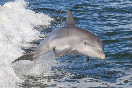 Noosa Oceanrider Scenic Dolphin Safari. Family specials