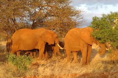 1 Day Amboseli Classic Safari Tour package,bruno safaris Kenya