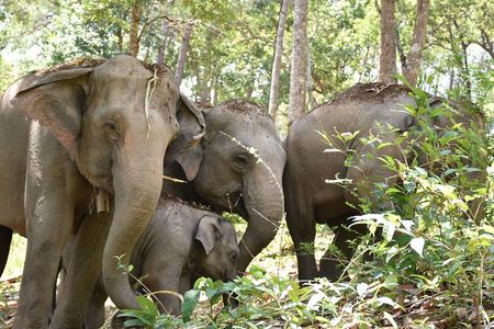 Care Pride Elephants: Full-Day Tour Experience