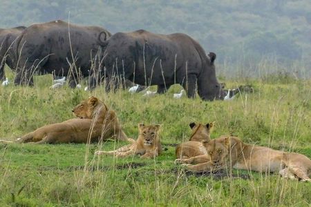  1Day Tour Nairobi Park ,Giraffe Center,karen Blixxen Guided tour