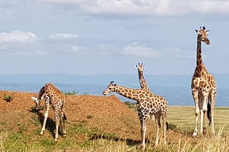 5 Days Uganda Wildlife Tour & Chimpanzee Habituation Experience