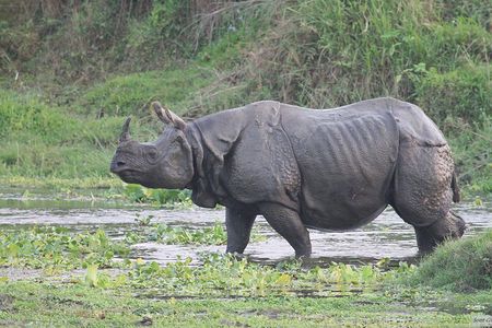 3 Days Jungle Safari in Chitwan National Park