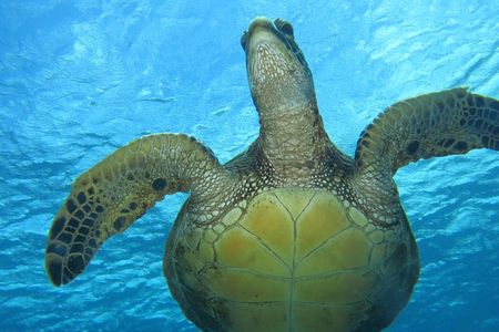Turtle & Shark Scuba Dive in Lahaina: Certified
