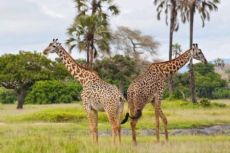 7 Days Tanzania Small Group Safari