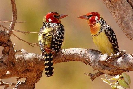 Tanzania Safari Join Group