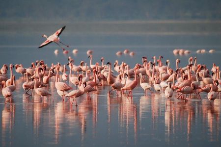 9 Days / 8 Nights Join group Safari 