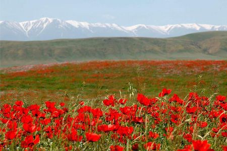 Trekking in Aksu-Zhabagly nature reserve (2 days)