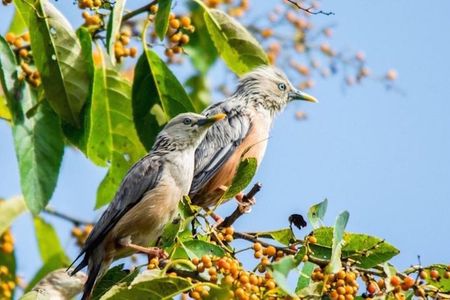 Phulchoki bird-watching tour