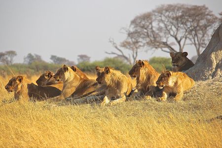  half Day TOURS/NAIROBI NATIONAL PARK/ELEPHANT & GIRAFFE CENTRE