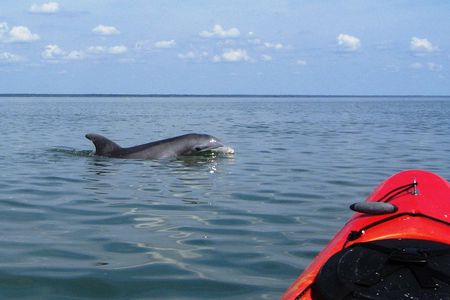 Fully Guided Kayaking Backwater Manatee and Dolphin Tour