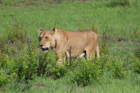 Trip for backpackers – Ngorongoro, Tarangire, Mt. Oldeani 