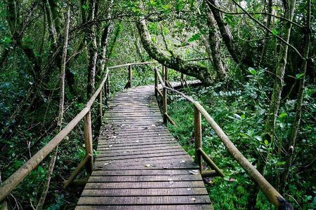Valdivian Forest, Fray Jorge National Park and Valle del Encanto -Full day