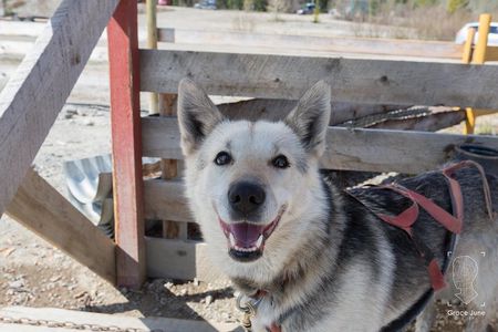 Sled Dog Adventure and Pan for Gold in the Yukon