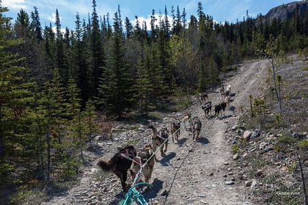 Dog Camp Activity and Pan for Gold from Skagway