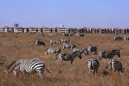 Nairobi National Park/ Giraffe Centre