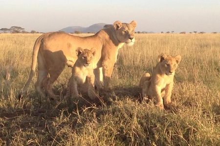 4 Days Exciting Camping Safaris Serengeti Tanzania