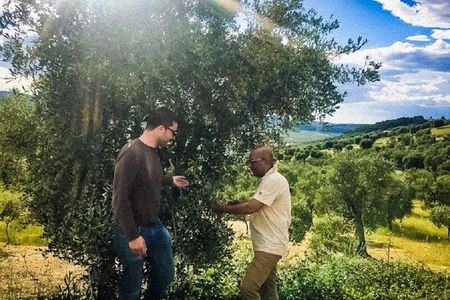 Discovering extra virgin olive oil