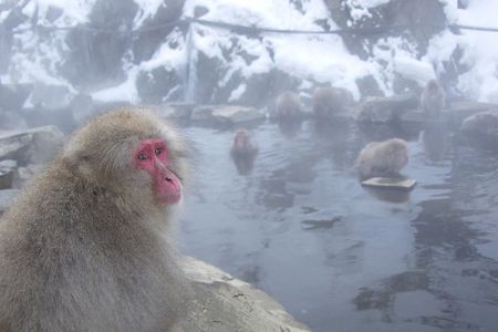 See Snow Monkeys on a Private Day Trip from Tokyo by Bullet Train