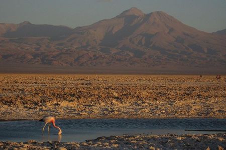 San Pedro de Atacama, Laguna de Chaxa and Toconao - Half day