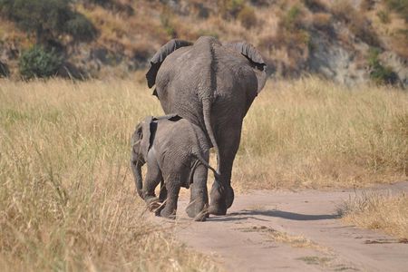 4 days Tanzania group safari to Serengeti, Crater and Tarangire