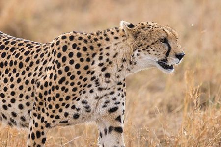 Two Nights (Mid-Range) Amboseli safari