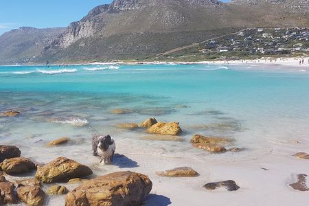 Private Tour Of Penguins, Cape Of Good Hope & Peninsula.