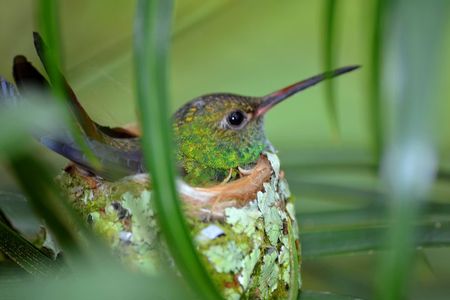 Bird Watching Tour + Breakfast Arenal Mundo Aventura