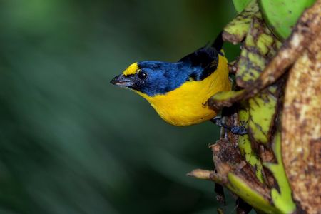 Bird Watching Tour Arenal Mundo Aventura