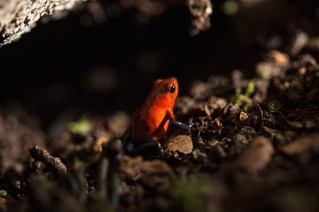 Guided Night Hike Arenal Mundo Aventura