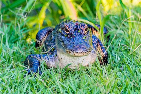 Swamp Boat and Plantation Tour with Shuttle from New Orleans