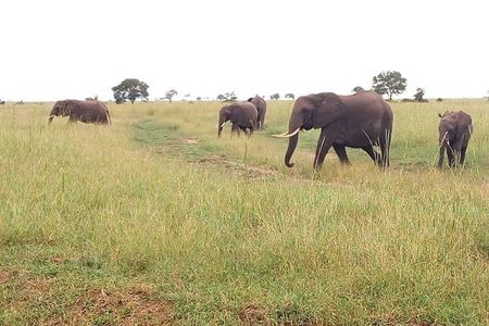 2 Day Safari To Mikumi National Park + transfers from Dar Es Salam