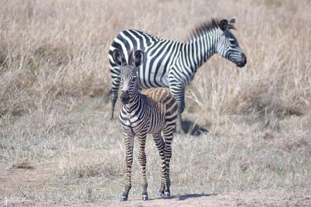 7 Day Safari To Selous, Mikumi and Ruaha National Parks + transfers