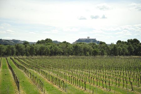Ribera del Duero Wineries Guided Tour & Wine Tasting from Madrid