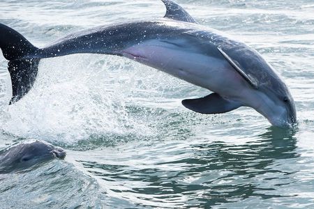 Red Boat Tours - Dolphin Odyssey and Sightseeing Tour