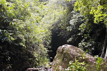 St. Kitts Half-Day Rainforest Tour