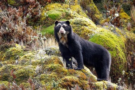 FullDay - Antisana Private Nature & Wildlife Day Trip