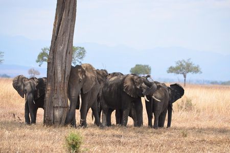 4 Day Serengeti & Ngorongoro Safari Wildlife Wonders of Tanzania