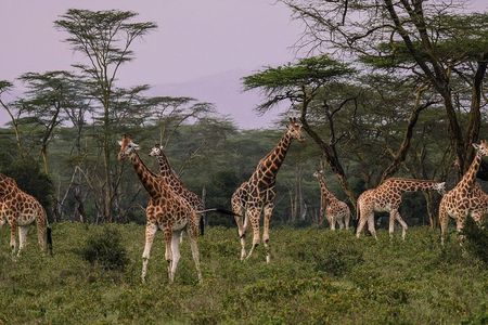 Nairobi National Park 5 Hours Tour
