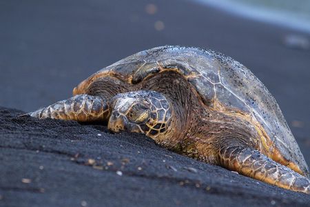 Big Island Highlights: Volcano, Black Sands & Waterfall