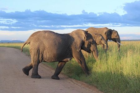 6-Day Soul of Tanzania Safari – All - Inclusive