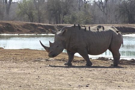 Full-Day Hlane Royal National Park Safari from Manzini